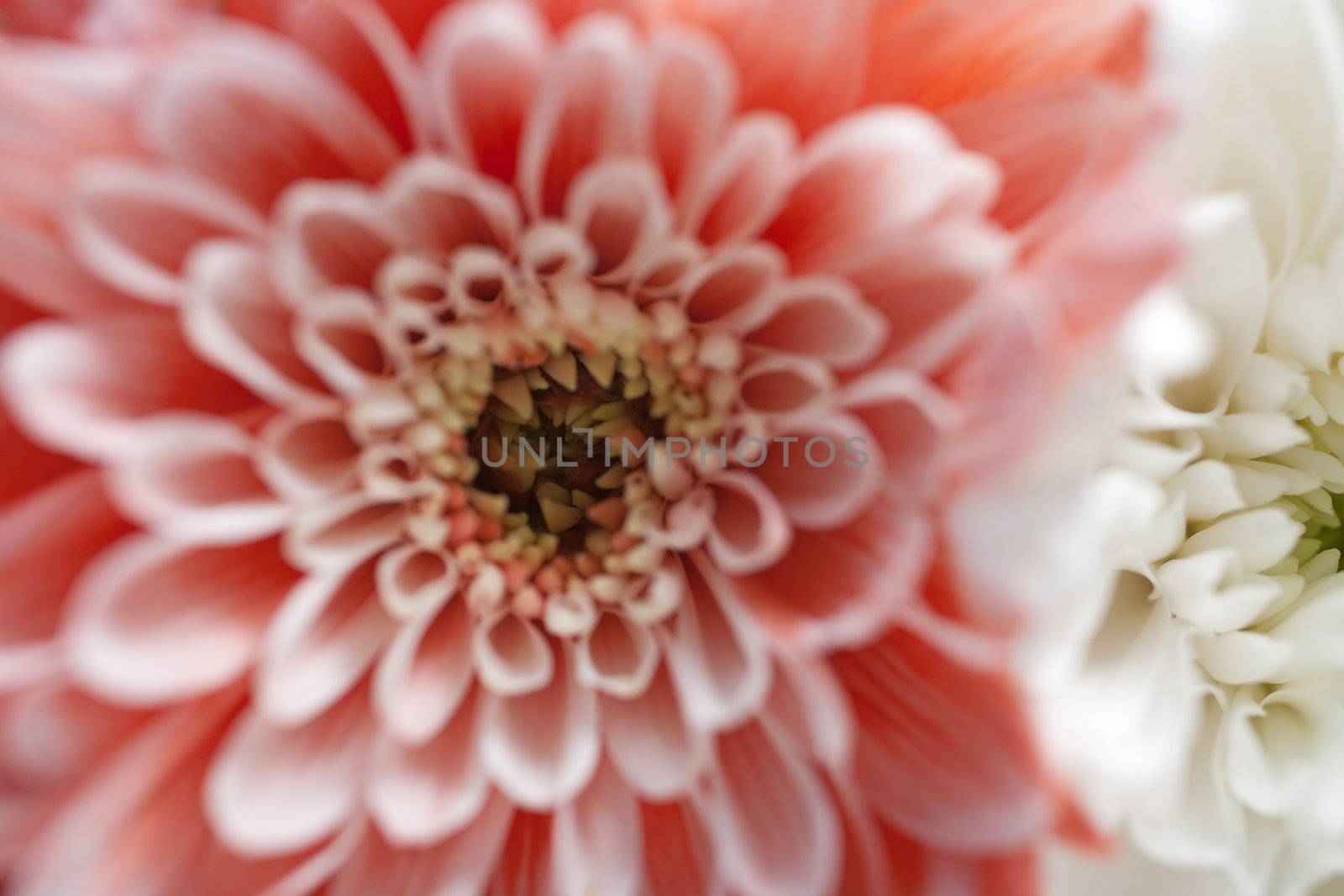 Beautiful open pink flower detail