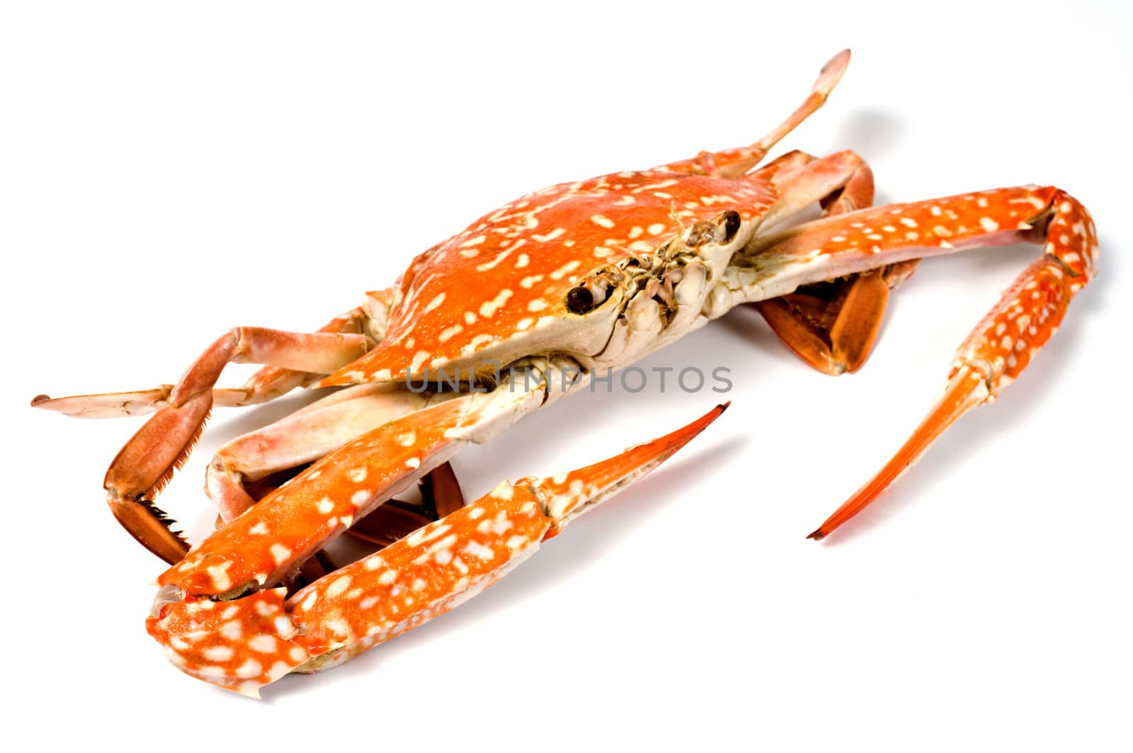 Boiled crab isolated on white background