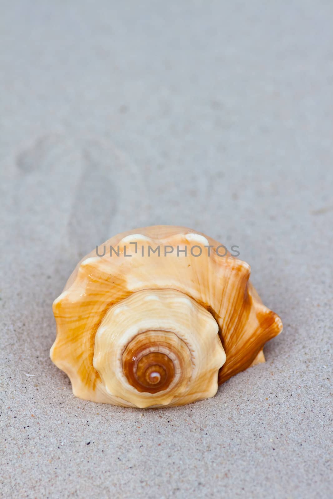 Seashells on the sand.