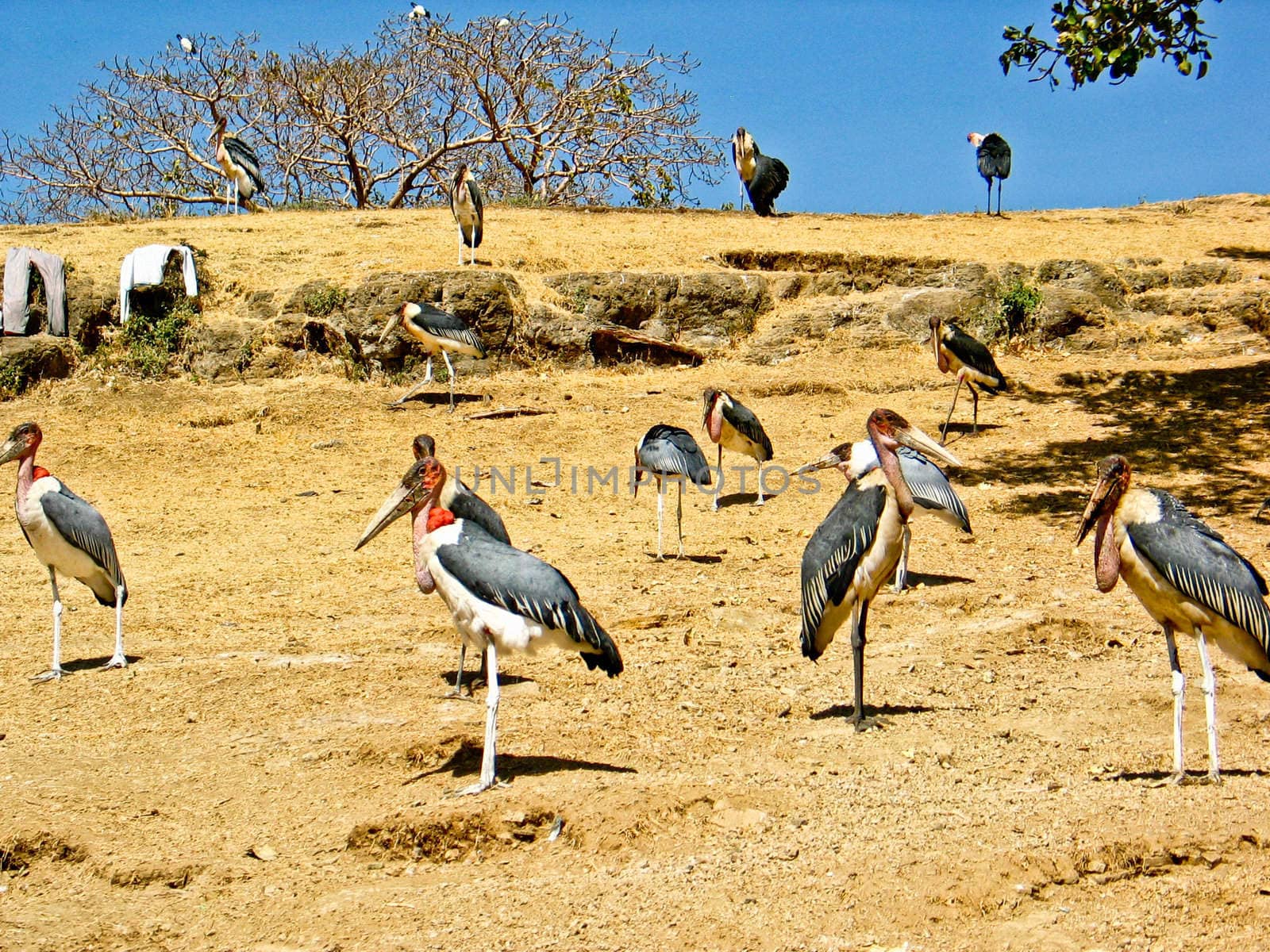 Marabou Storks gathered around the shores of Hawassa lake looking for leftover fish from the fishermen.