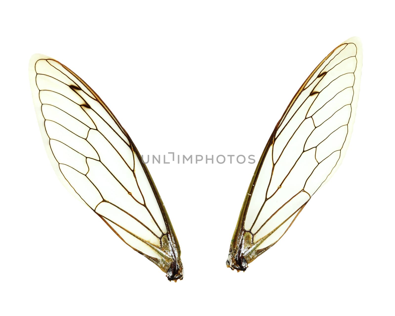 Two seperate Cicada (Jar FLy) wings isolated over a white background with clipping path included.