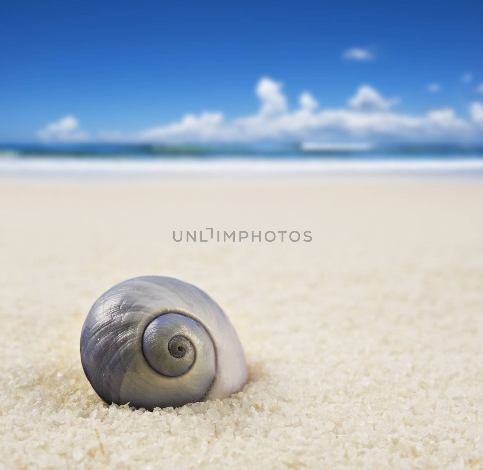 a Beautiful perfectly shaped sea shell on the beach by tish1