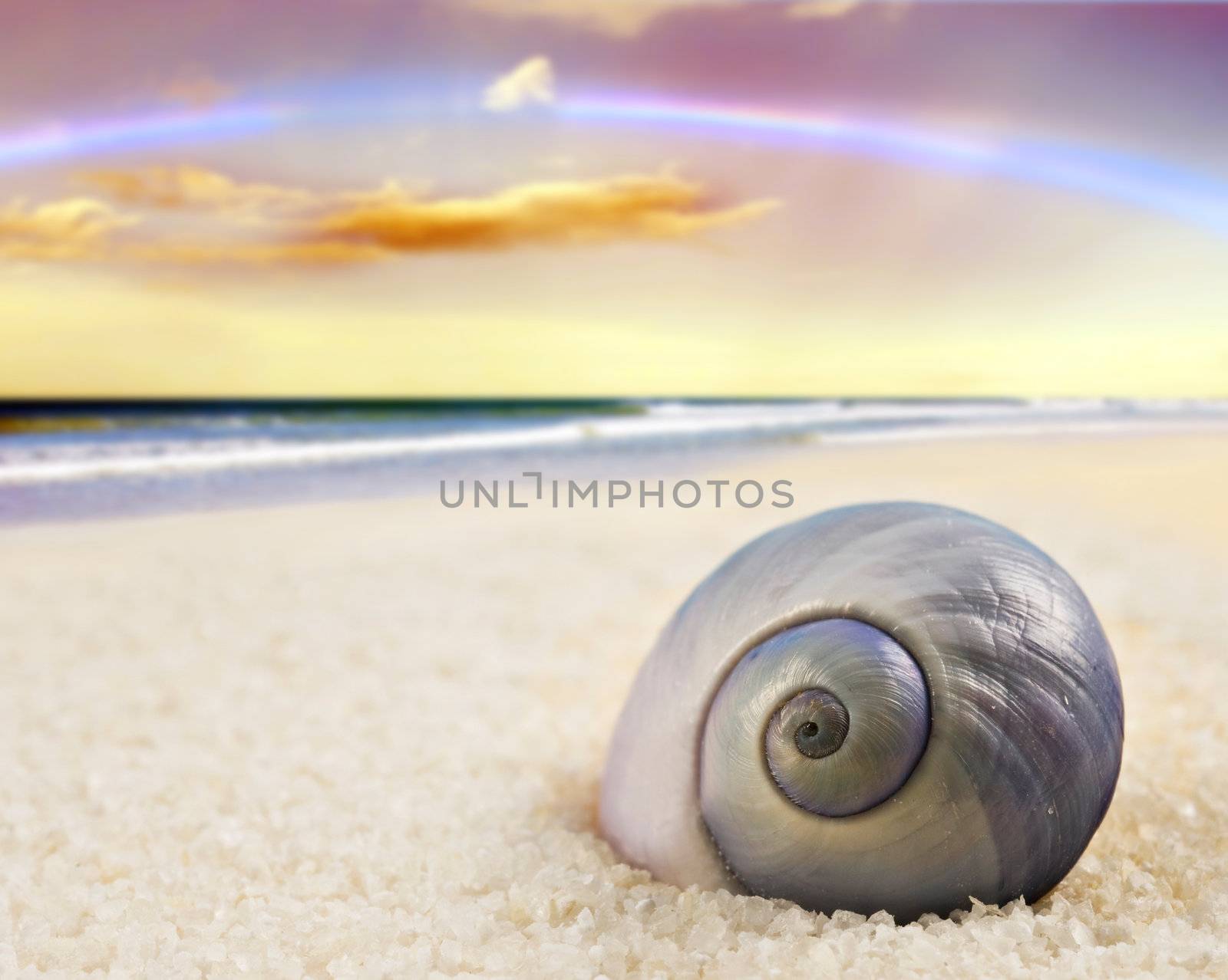 a Beautiful perfectly shaped sea shell on the beach by tish1