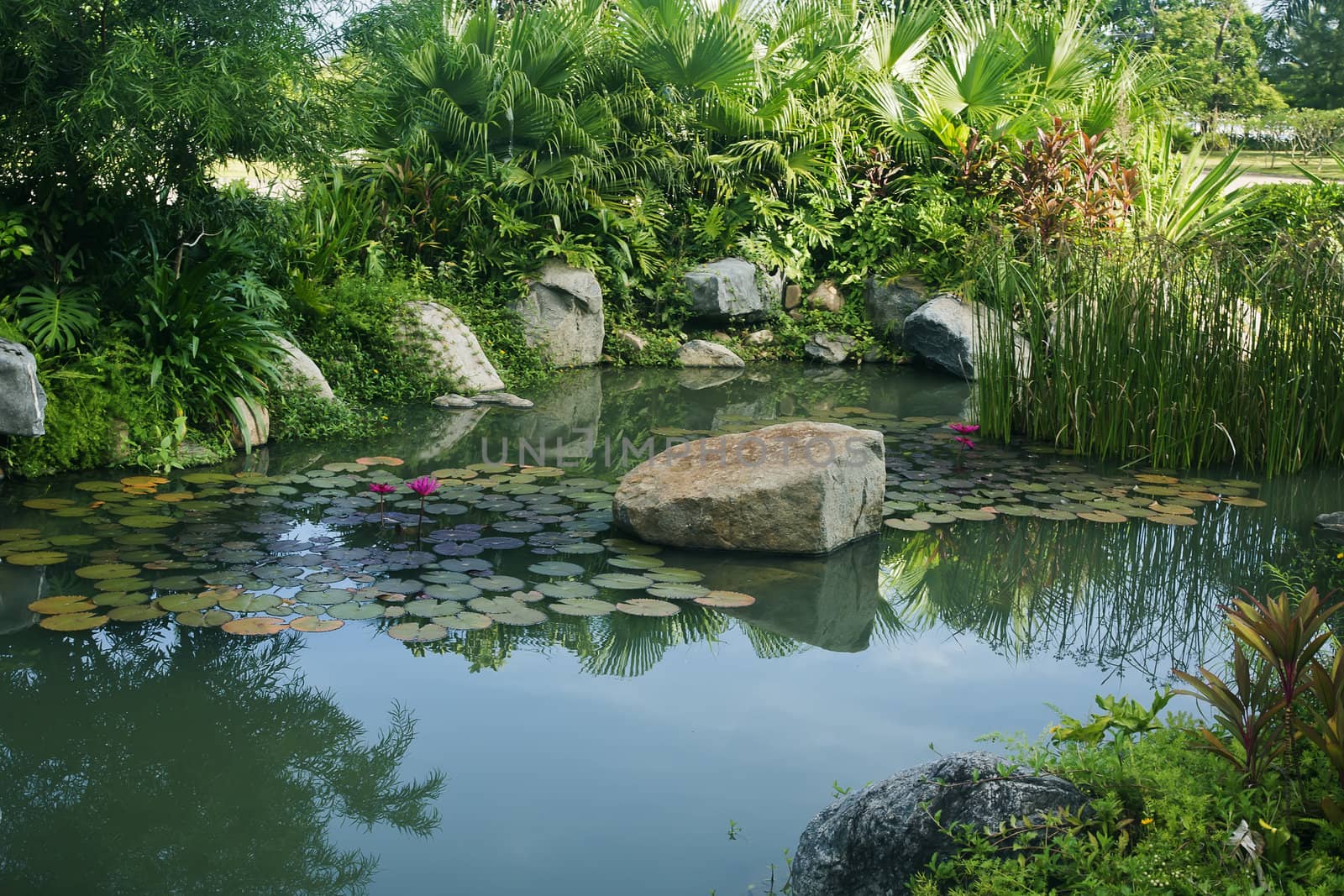 Courtyard pond and water lilies