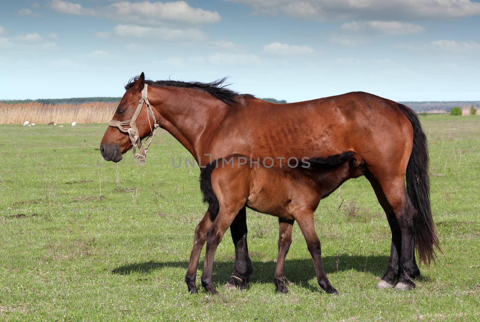 foal feeding with milk on pasture