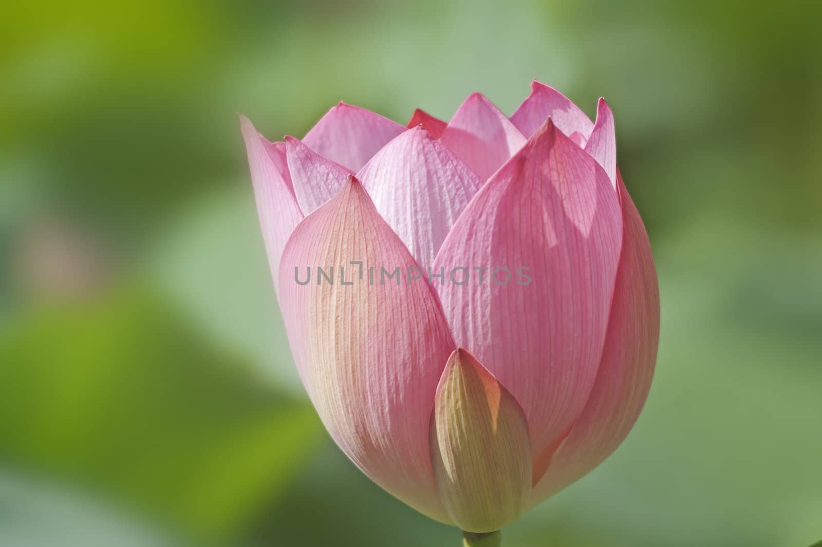 Lotus in full bloom in the summer