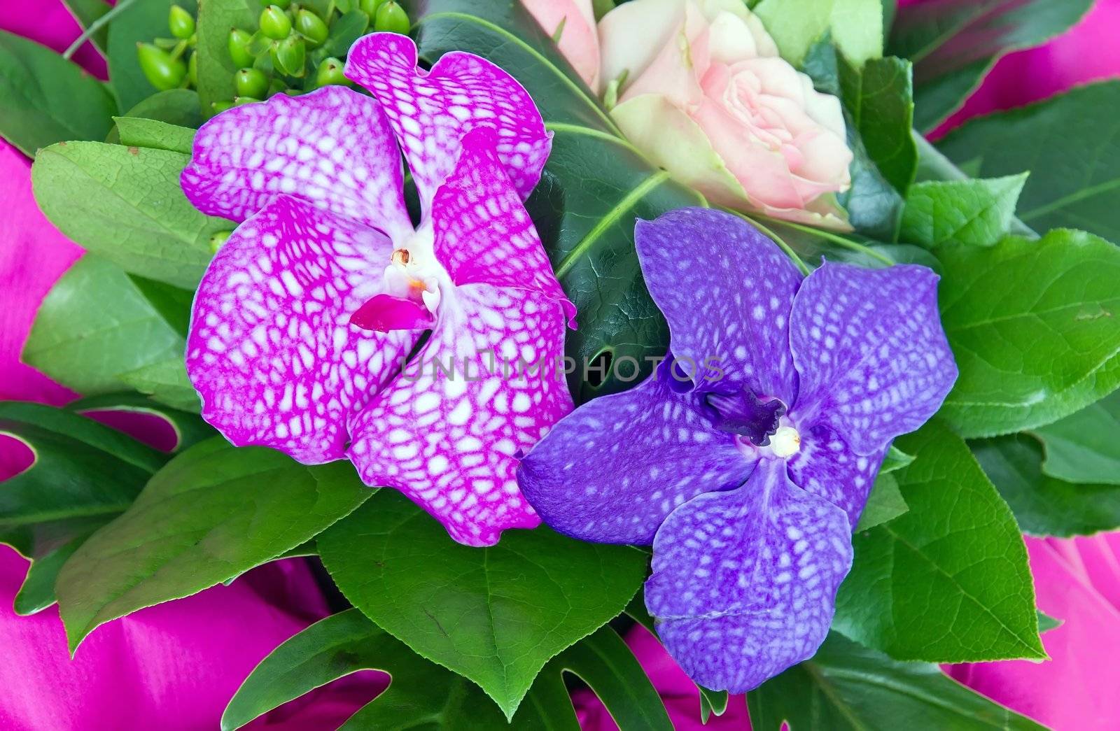 bouquet of orchids by neko92vl