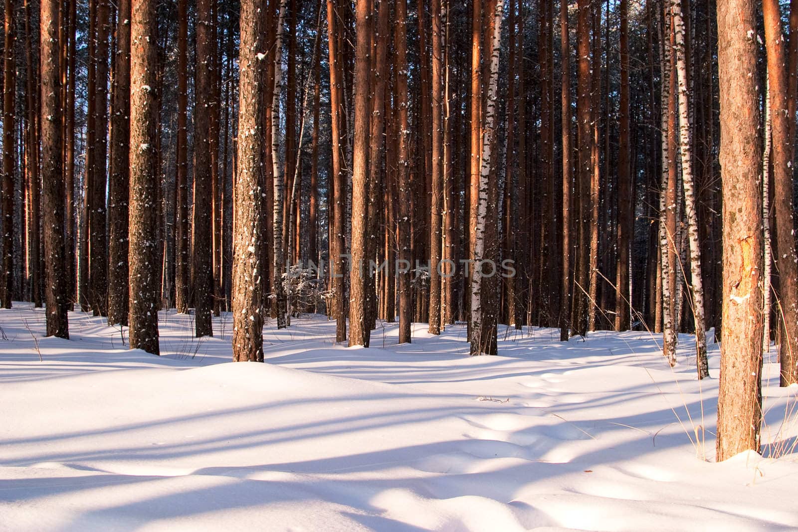 Winter pine forest as background. Morning low light.