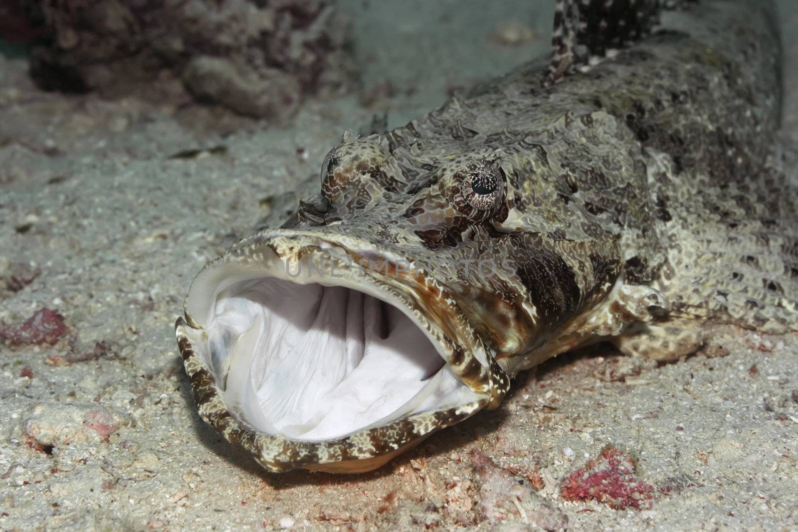 Tropical fish crocodilefish by GoodOlga