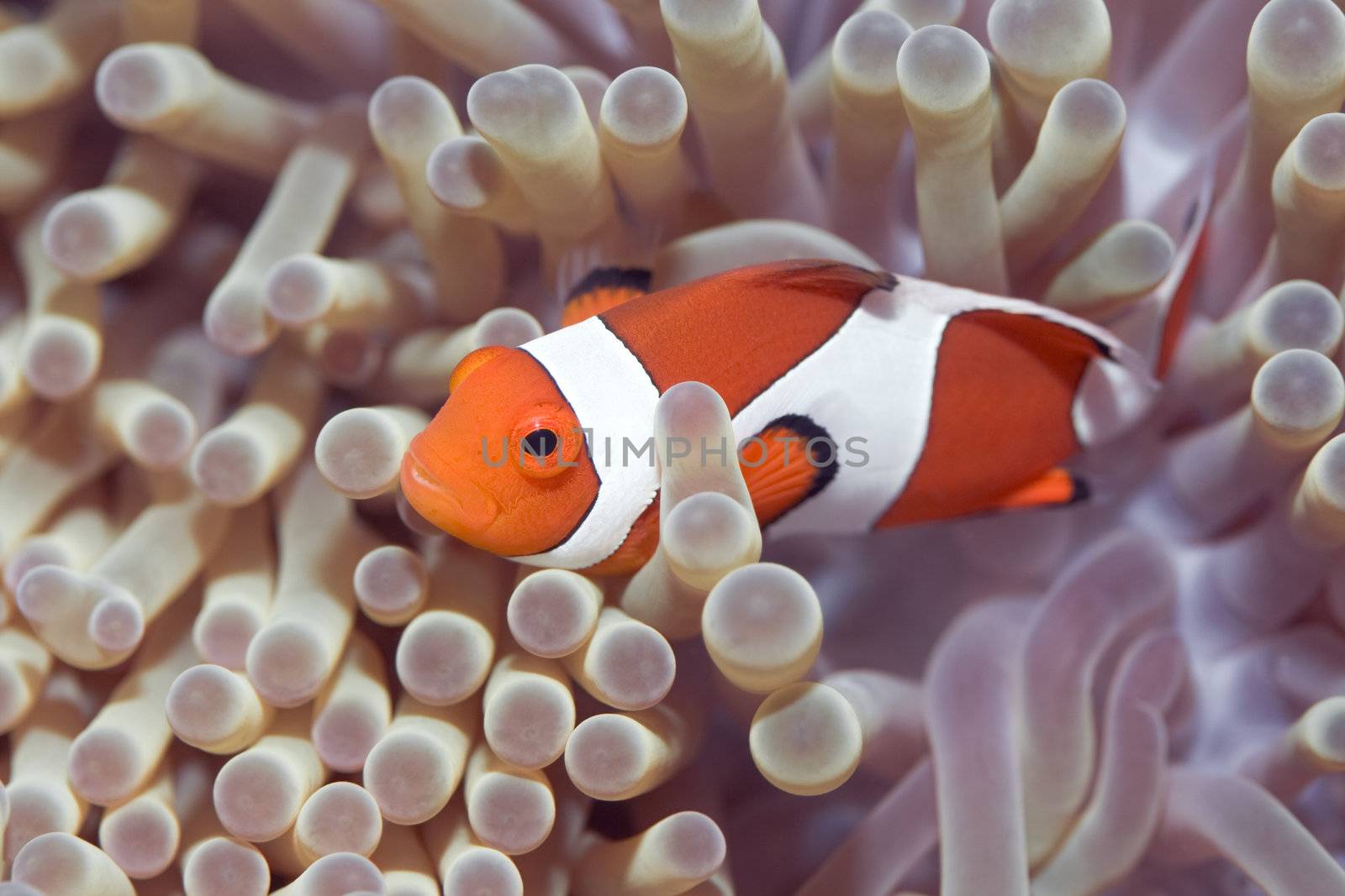 Anemone and Clownfish close-up. Sipadan. Celebes sea