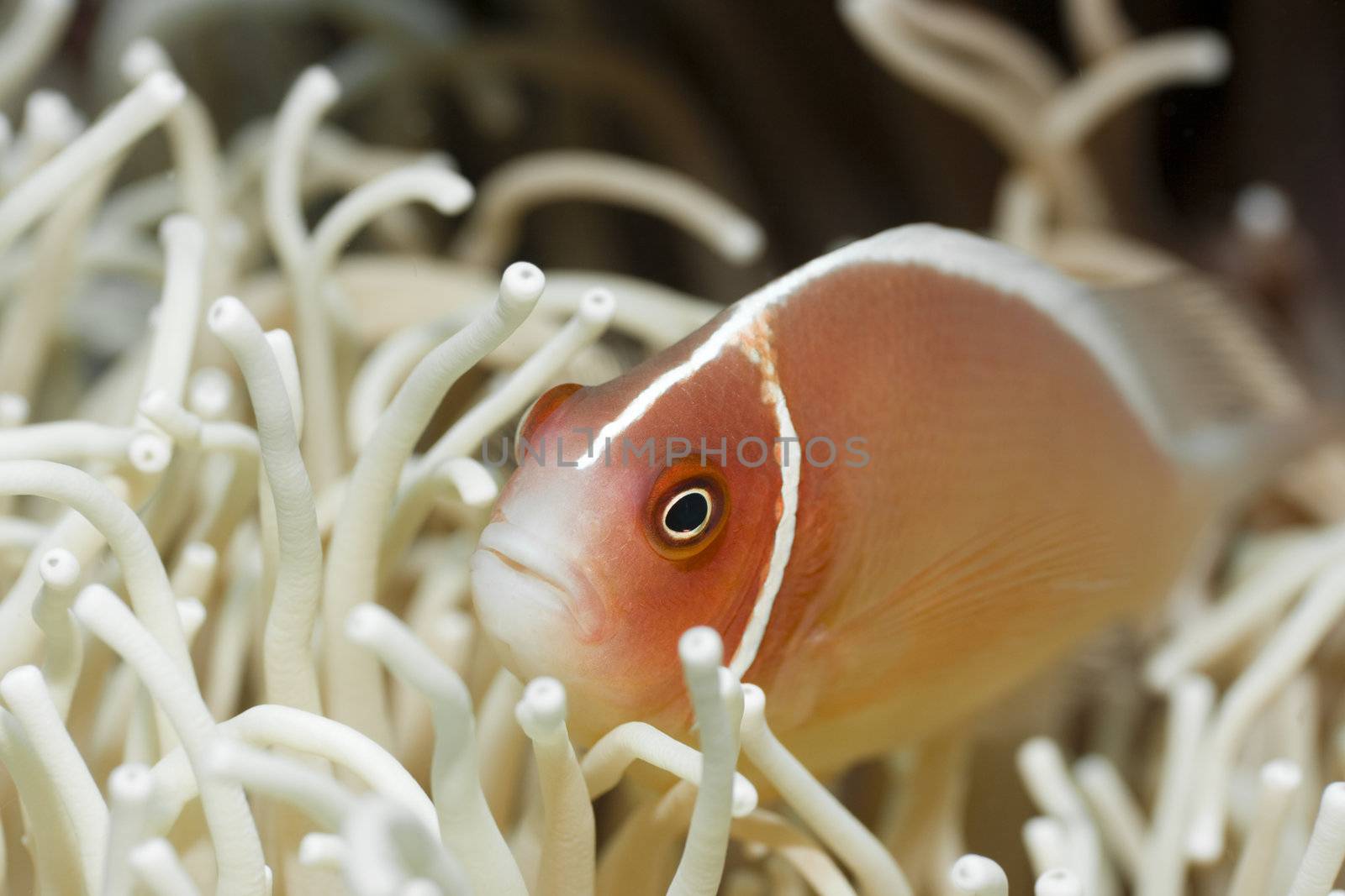 Anemone and Pink clownfish close-up. Sipadan. Celebes sea