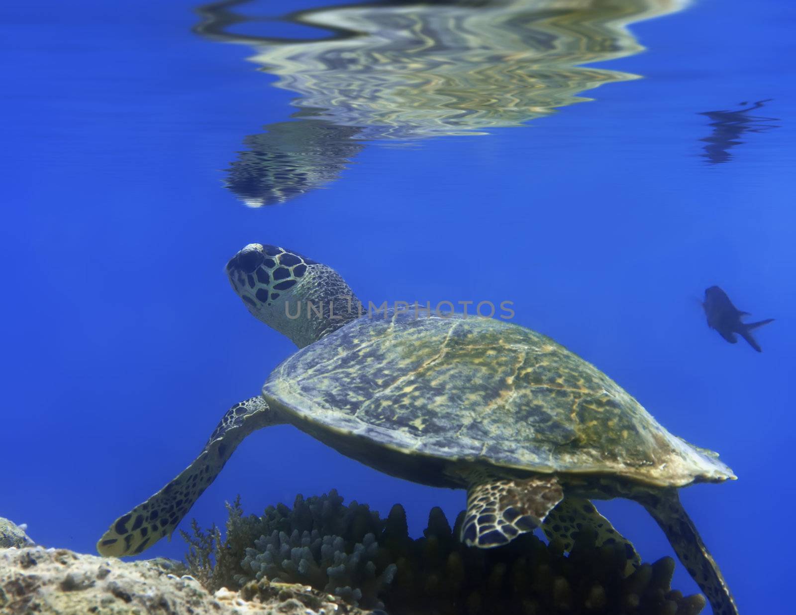 Green turtle underwater. Reflection on surface. Borneo.