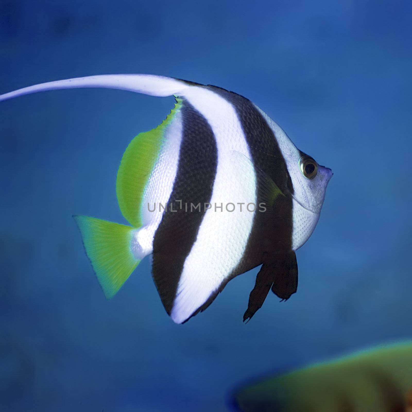 Long-fin bannerfish (Heniochus acuminatus). Sipadan. Celebes sea