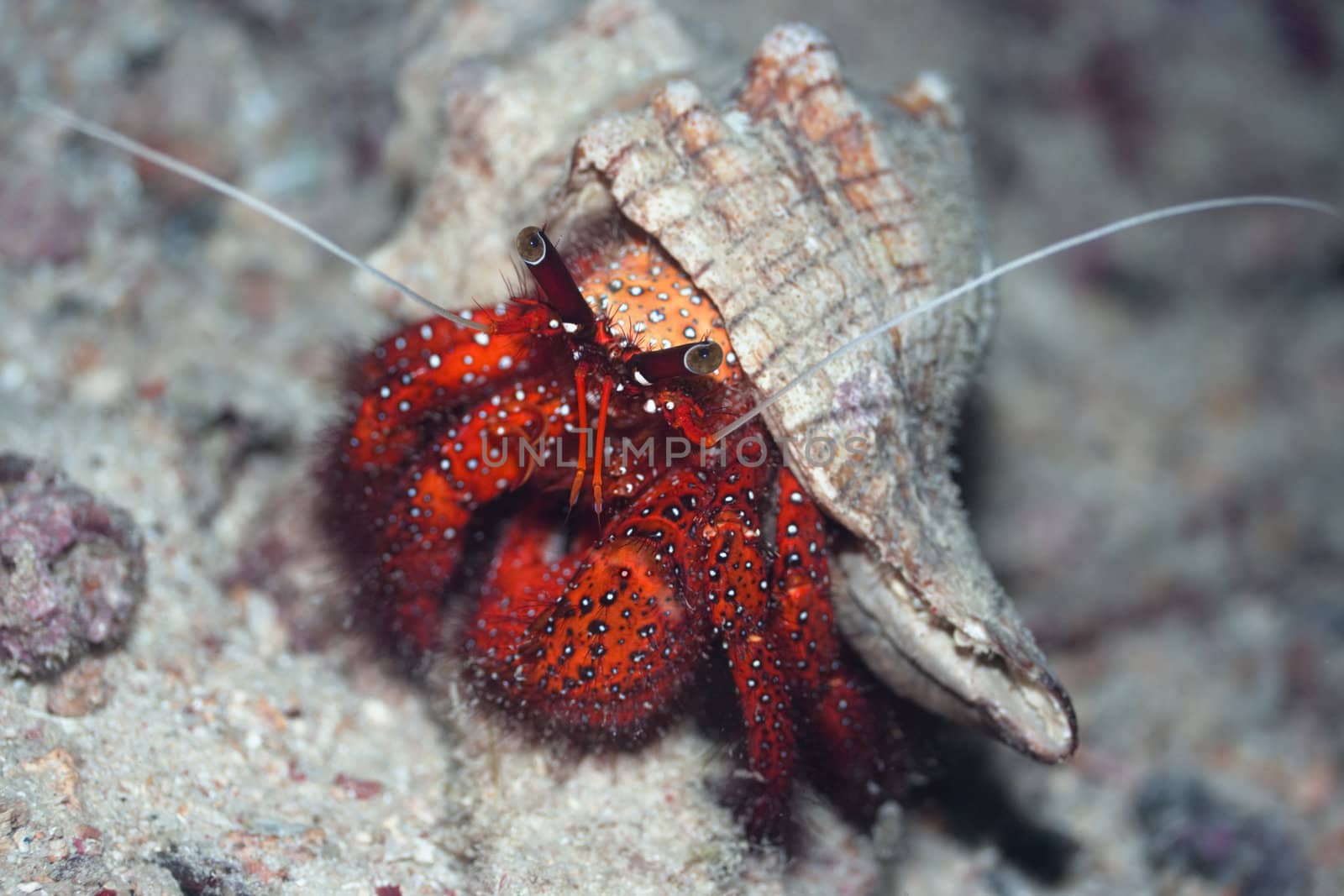 Crab in shell (Dardanus megistos). Sipadan. Celebes sea