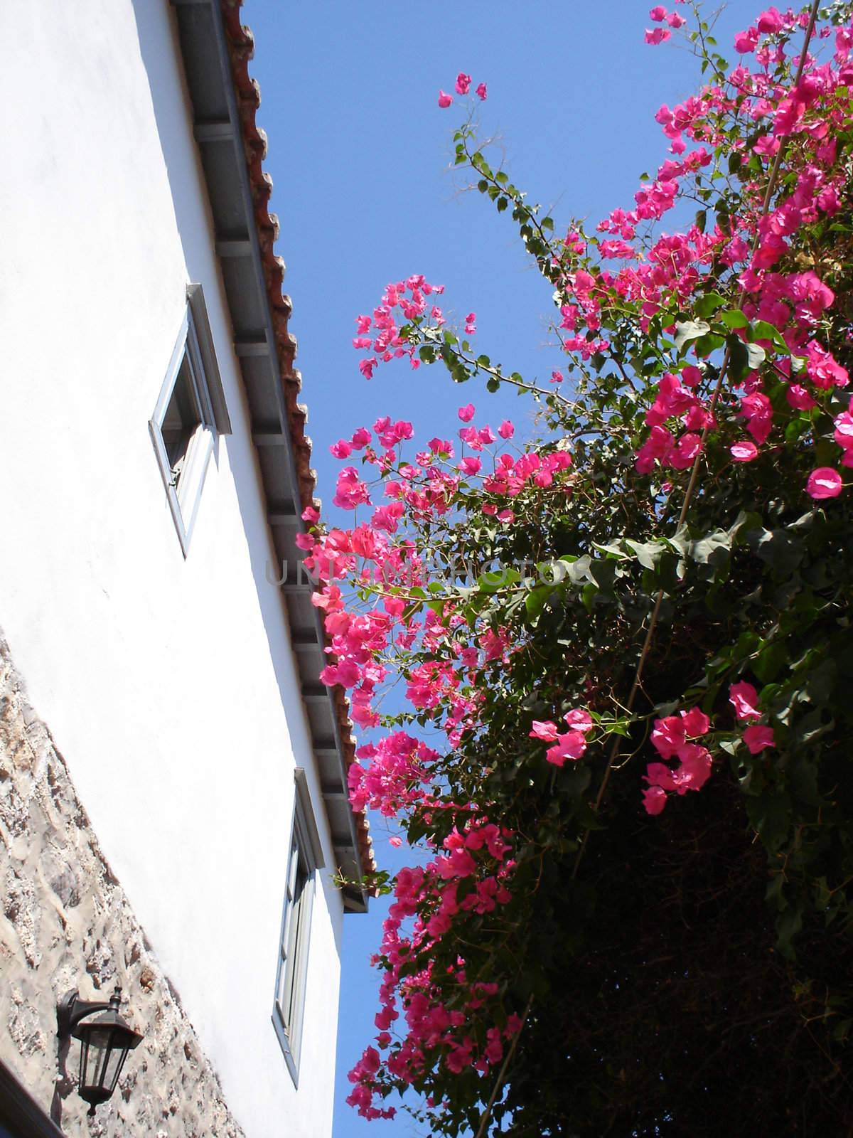 Bougainvillea and white house wall on blue sky background                               