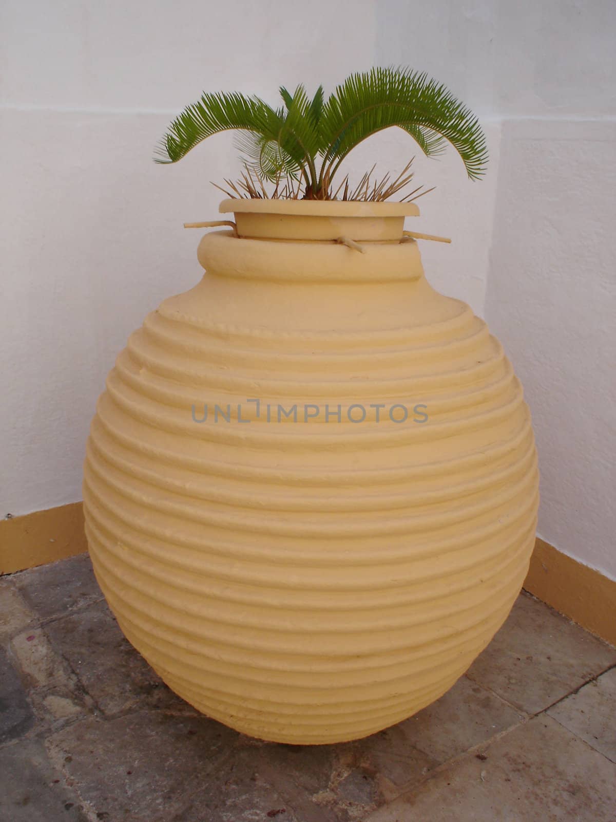 Big vase with palm close to building                               