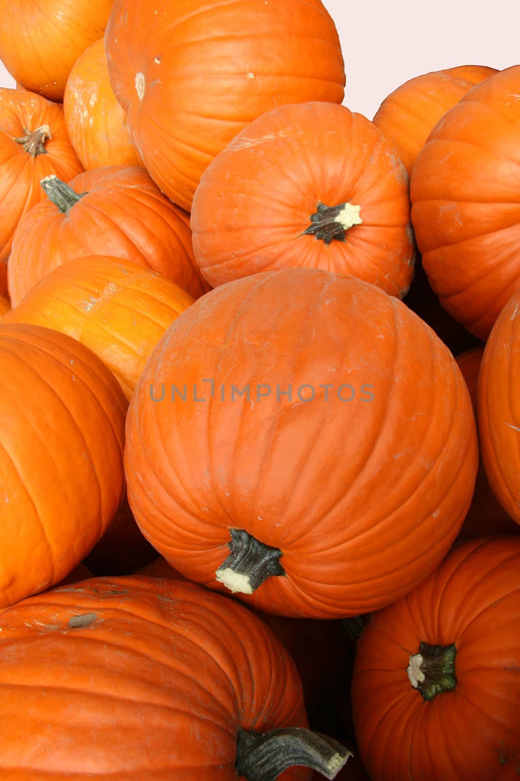 Pumpkins by Imagecom