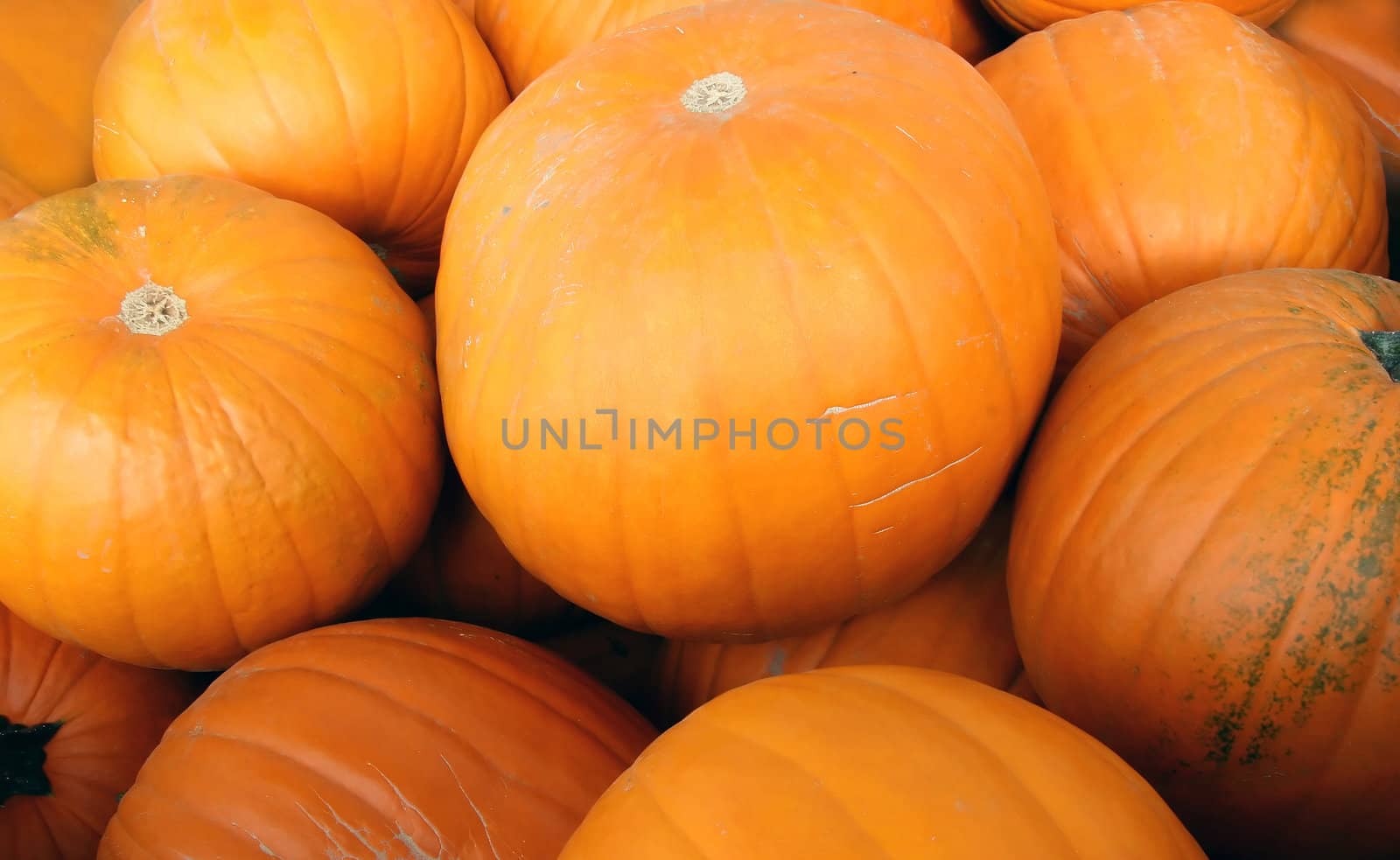 Pumpkins by Imagecom