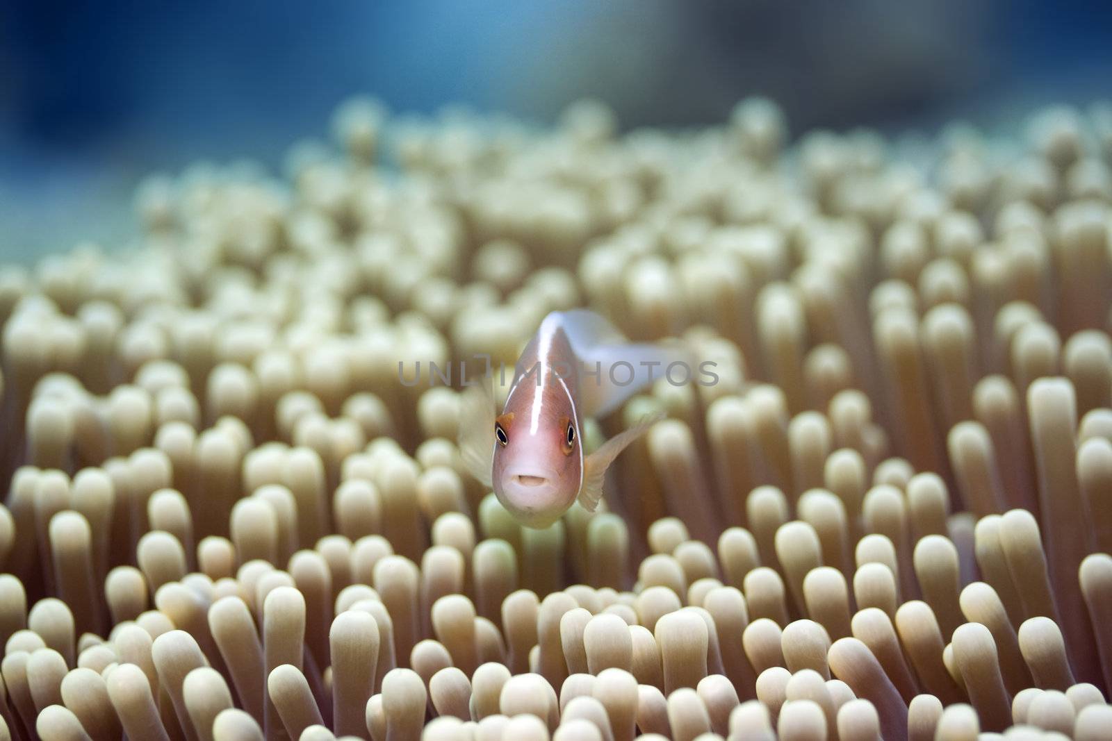 Anemone and Pink clownfish close-up. Sipadan. Celebes sea