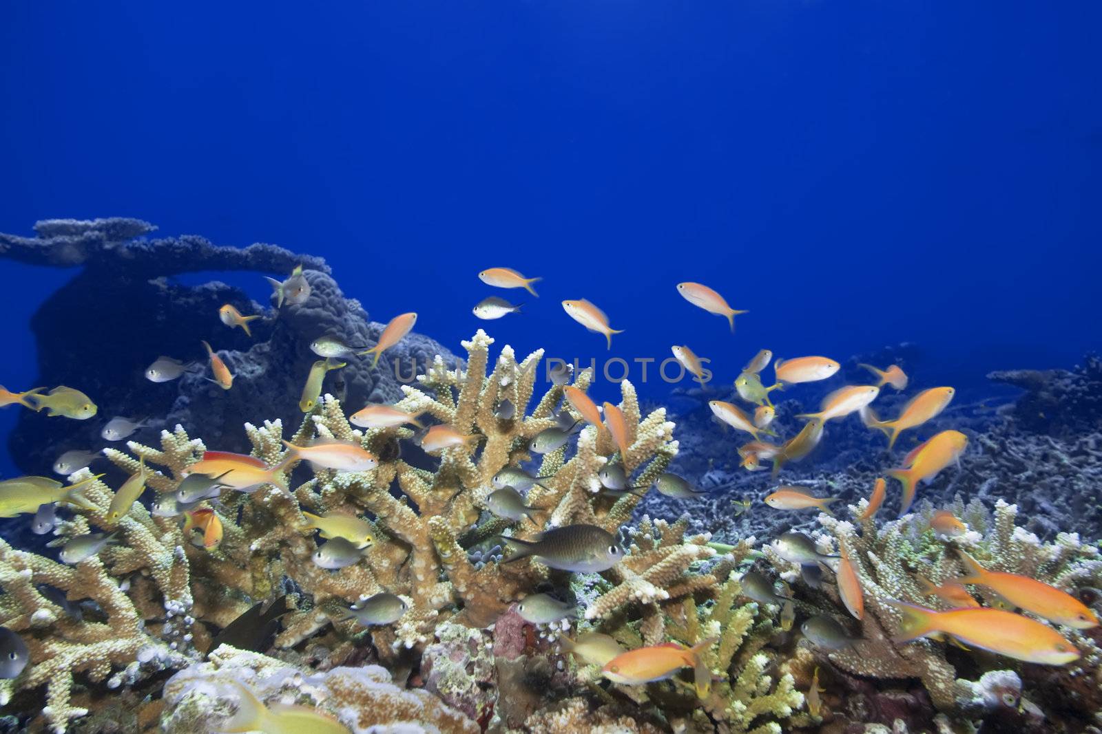 Underwater landscape with small fishes and coral. Sipadan
