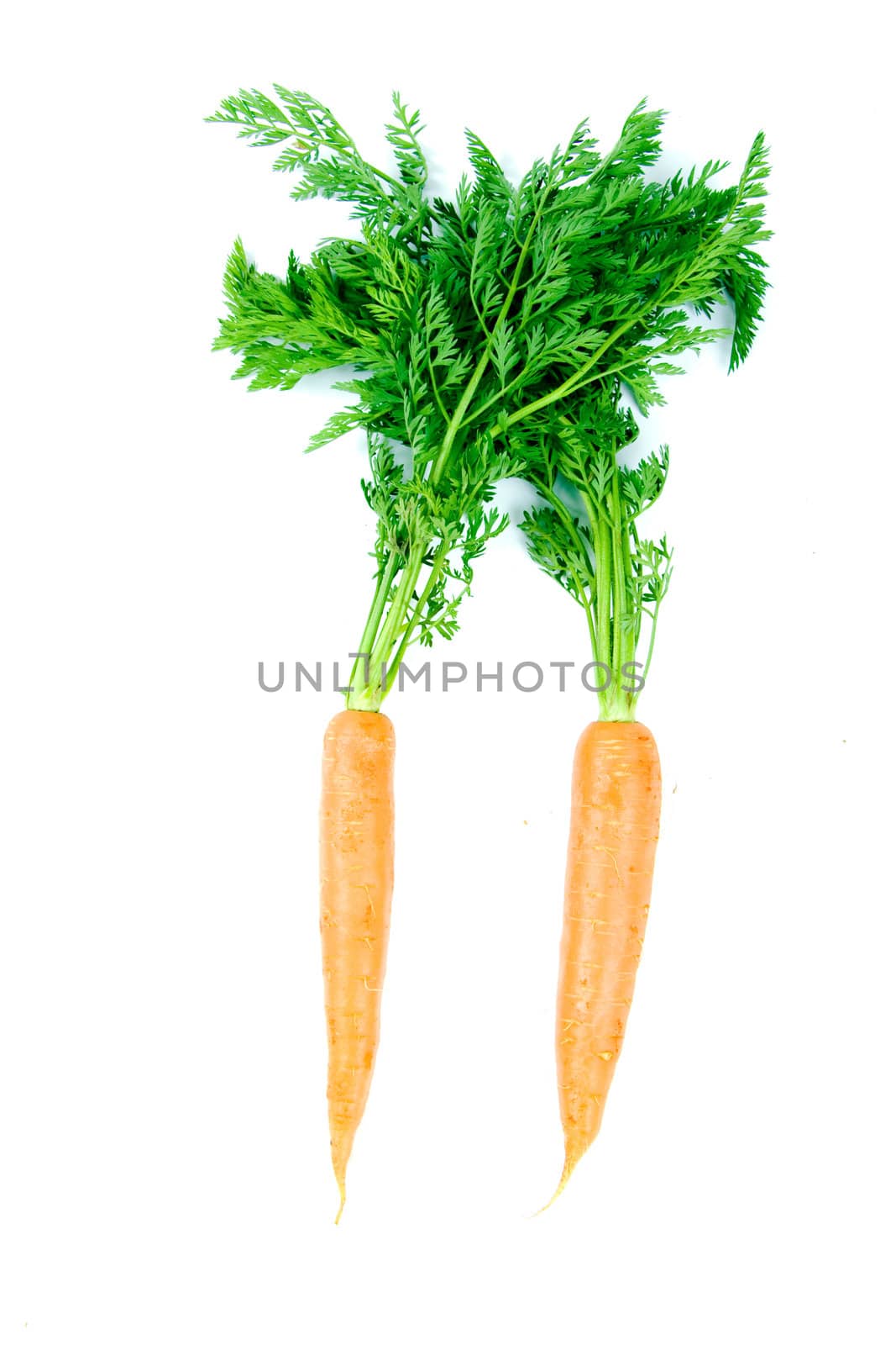 Two fresh and ripe orange carrots isolated on white background.