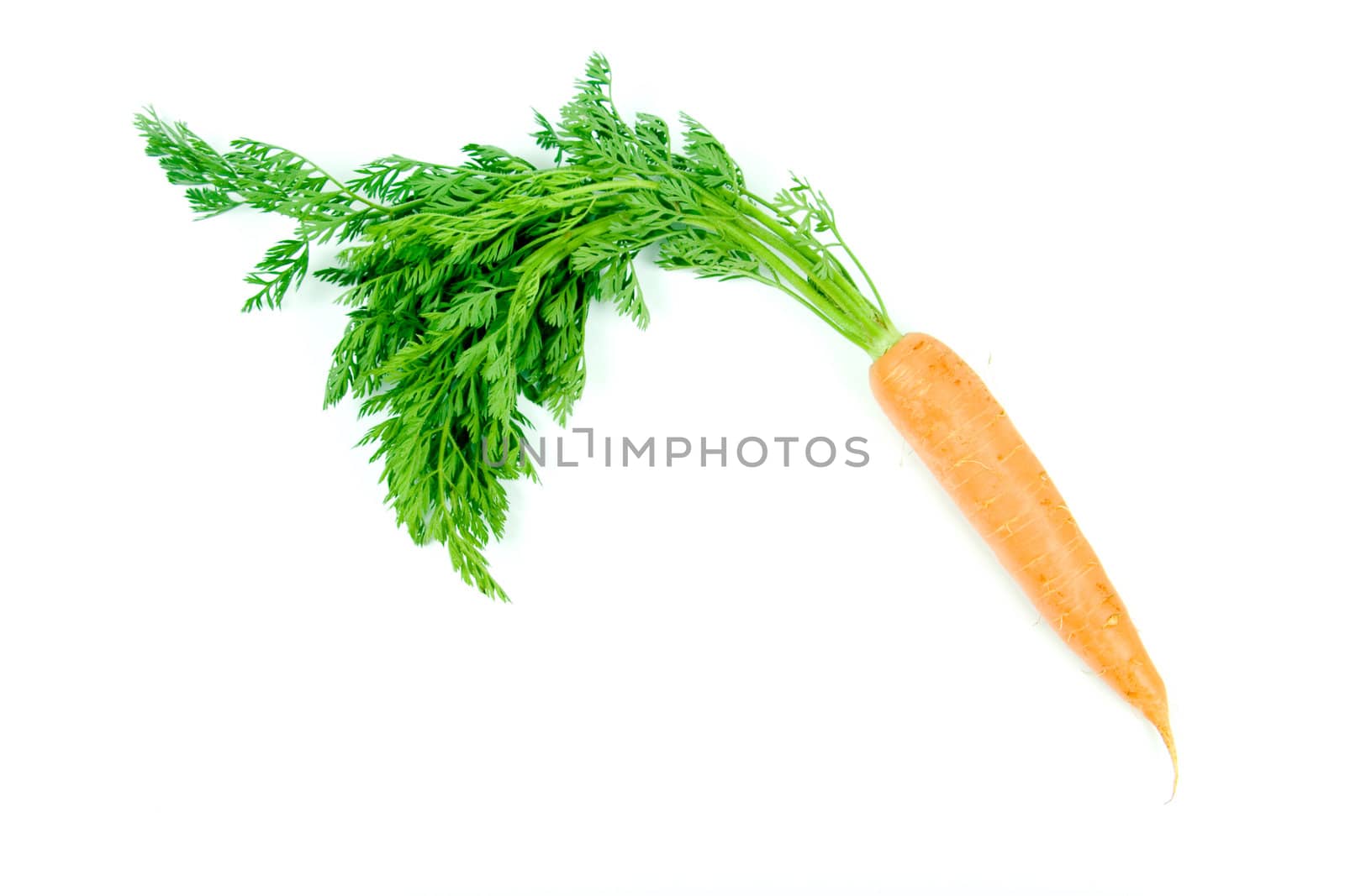 Fresh and ripe orange carrot isolated on white background