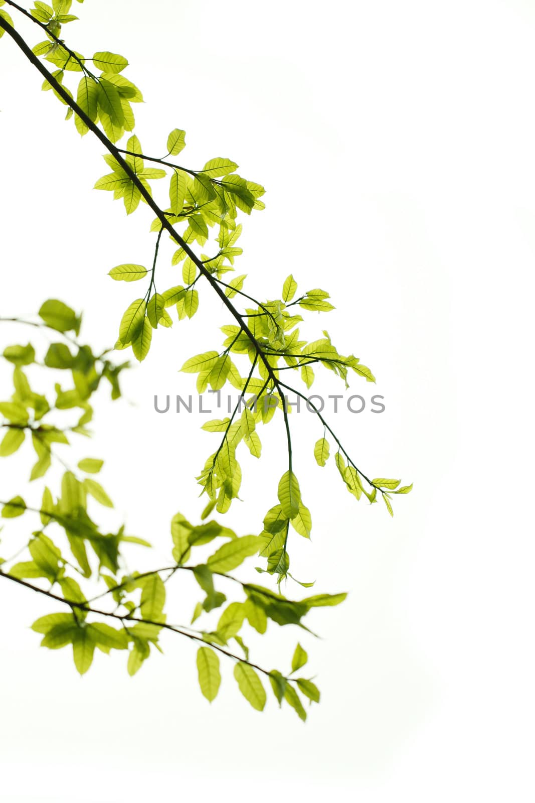 Green leaves background