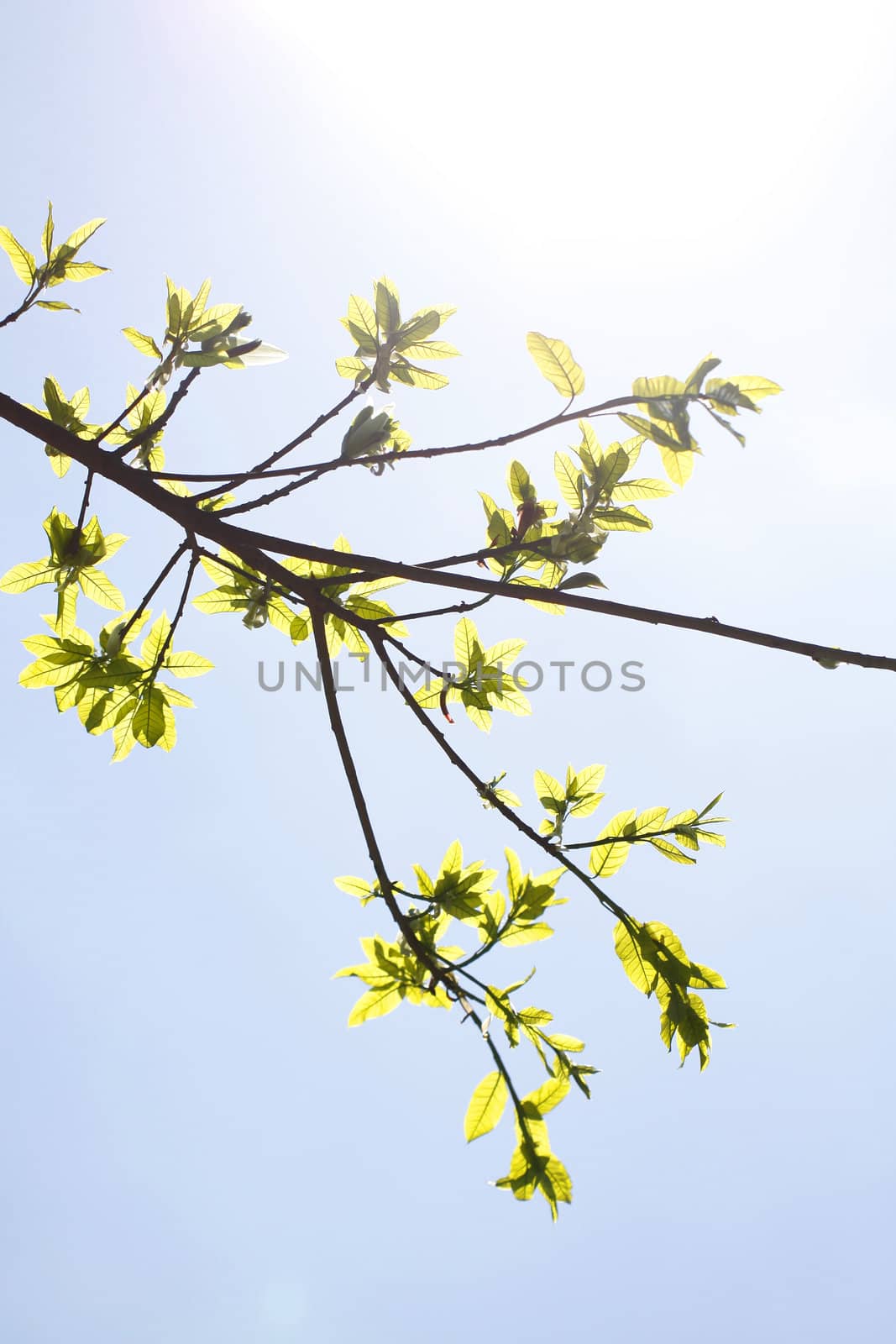 Green leaves in sunlight background