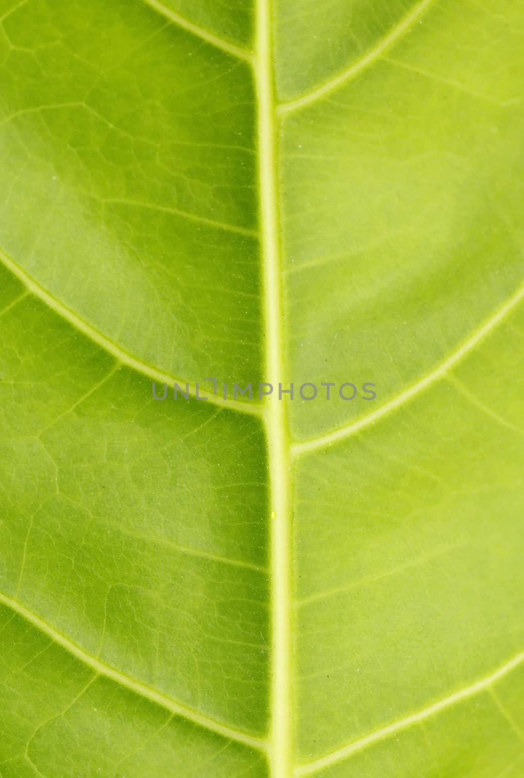 Green leaf close up nature background