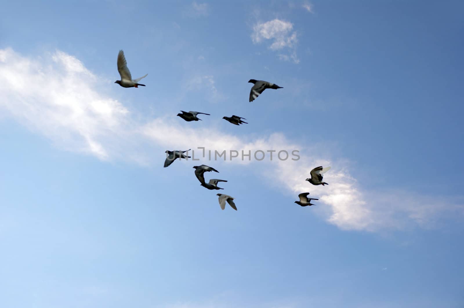 Background image of blue sky and flying birds by xfdly5