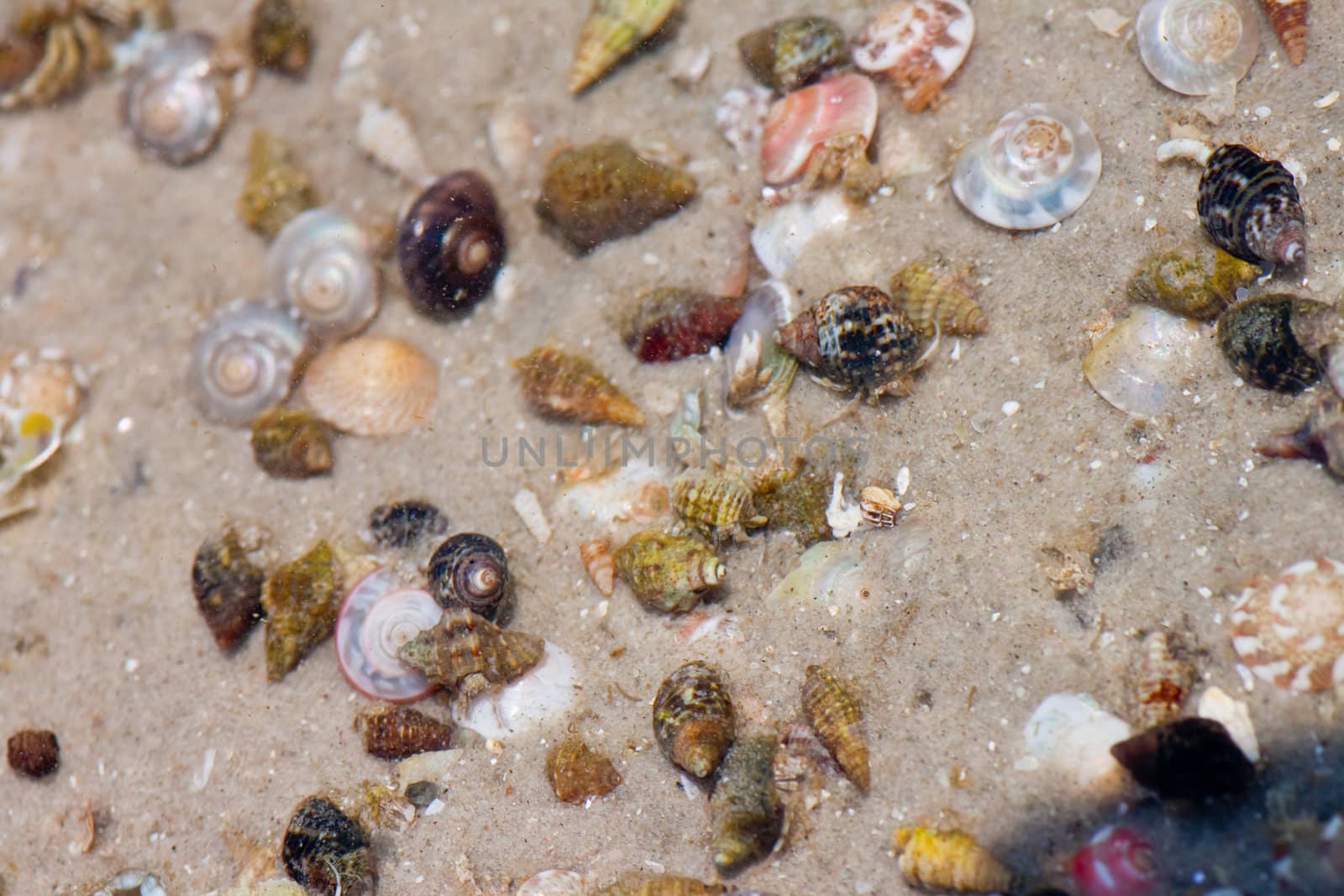 Hermit crab in its conch on the sand 