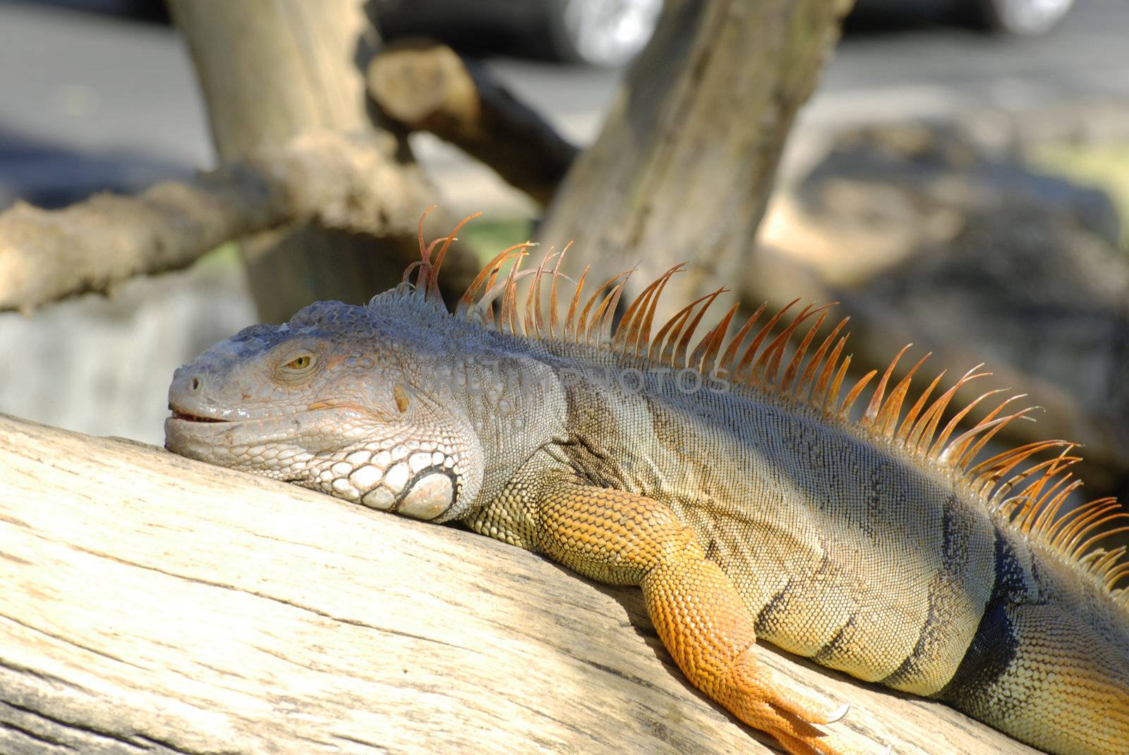 The lazy iguana lay on the tree