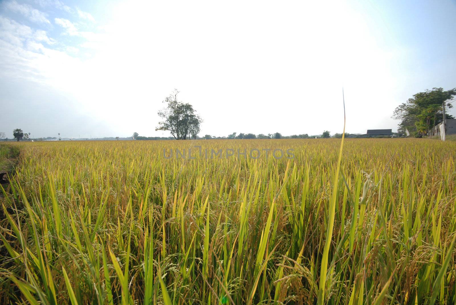 rice field  by hyena1515