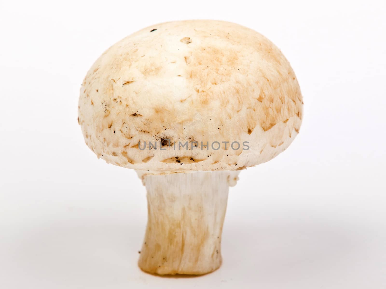 white champignon mushrooms isolated 