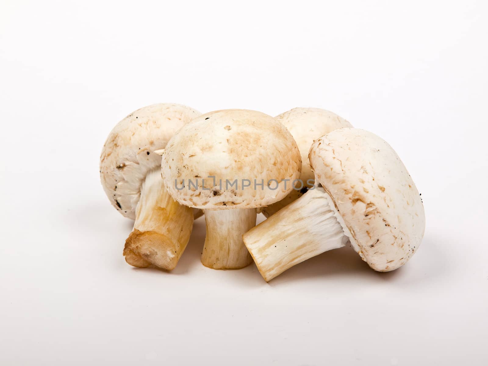white fresh whole champignon mushrooms 