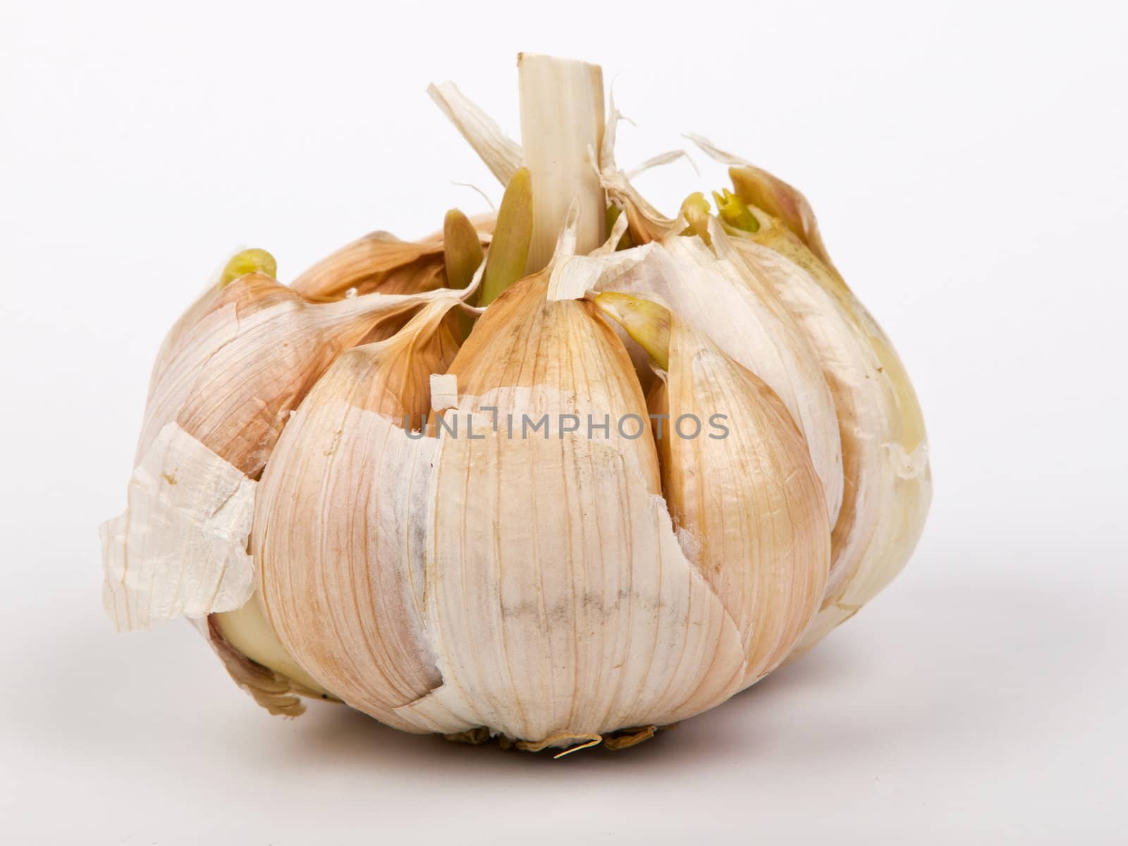 garlic with green buds isolated on white background