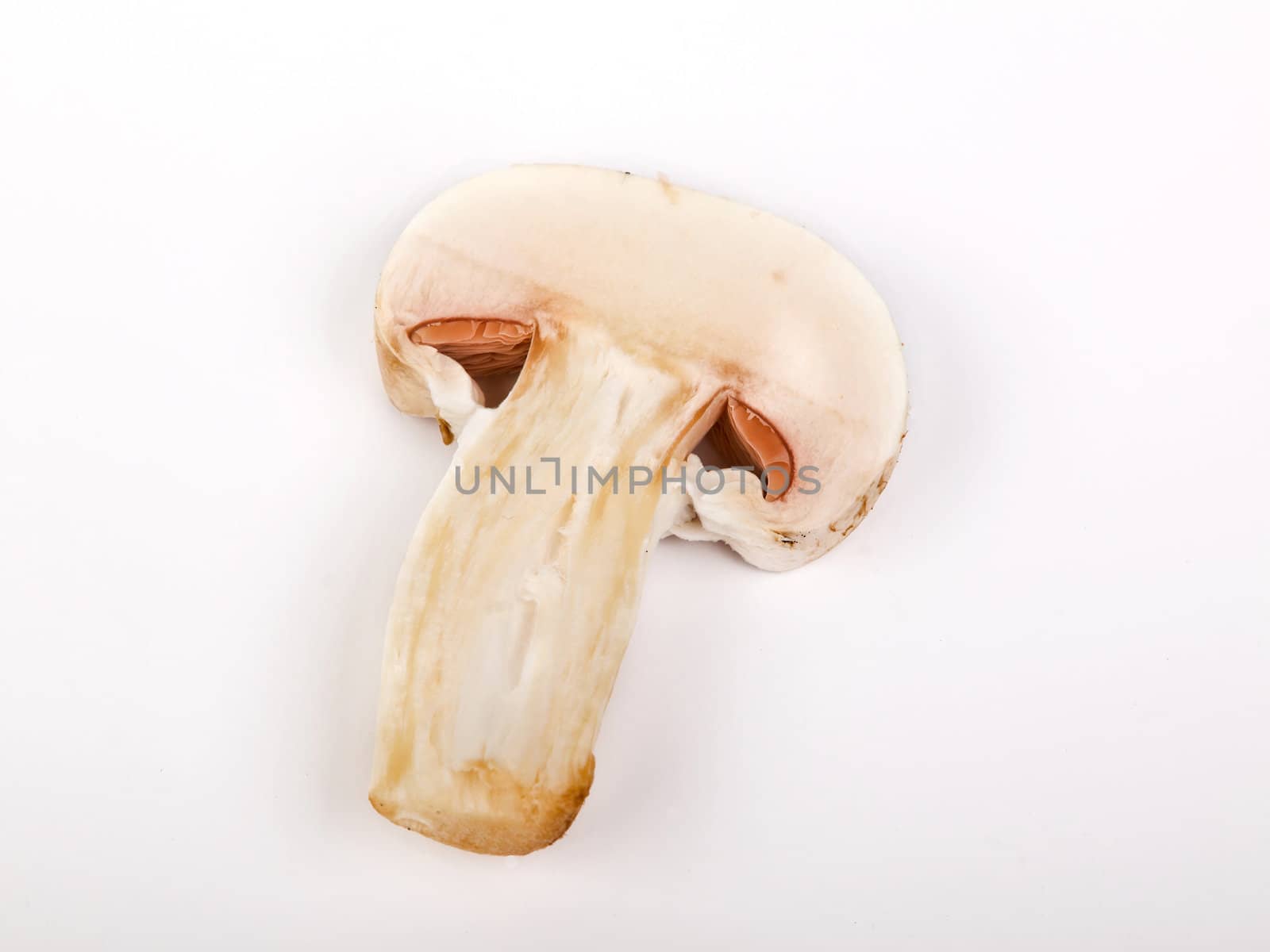 mushroom by nevenm