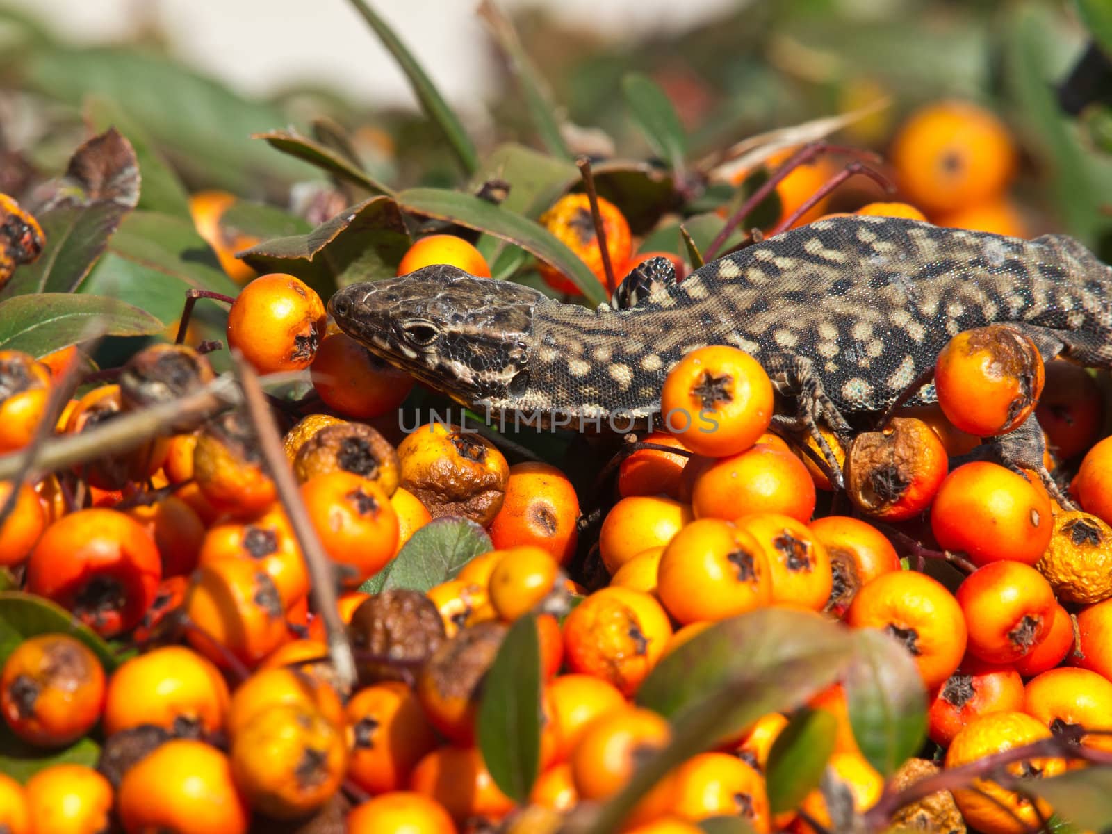 lizard of the branch or orange berries