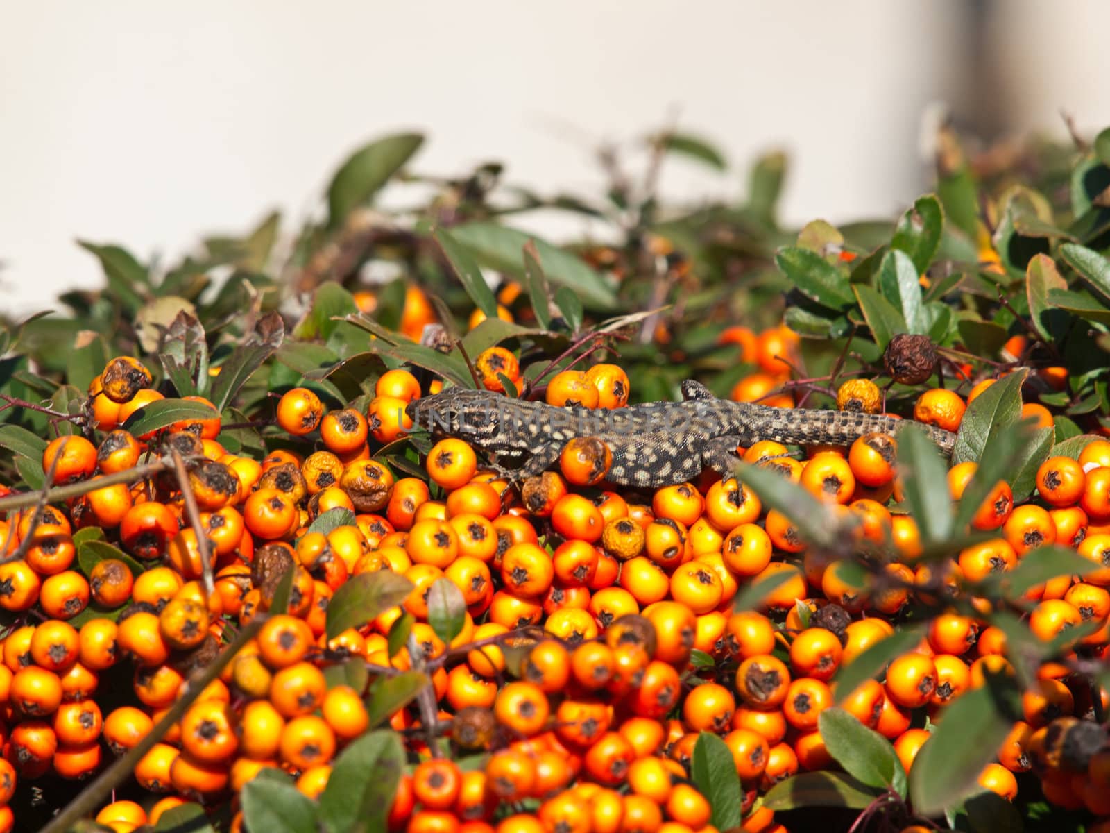 lizard on the branch or orange beries