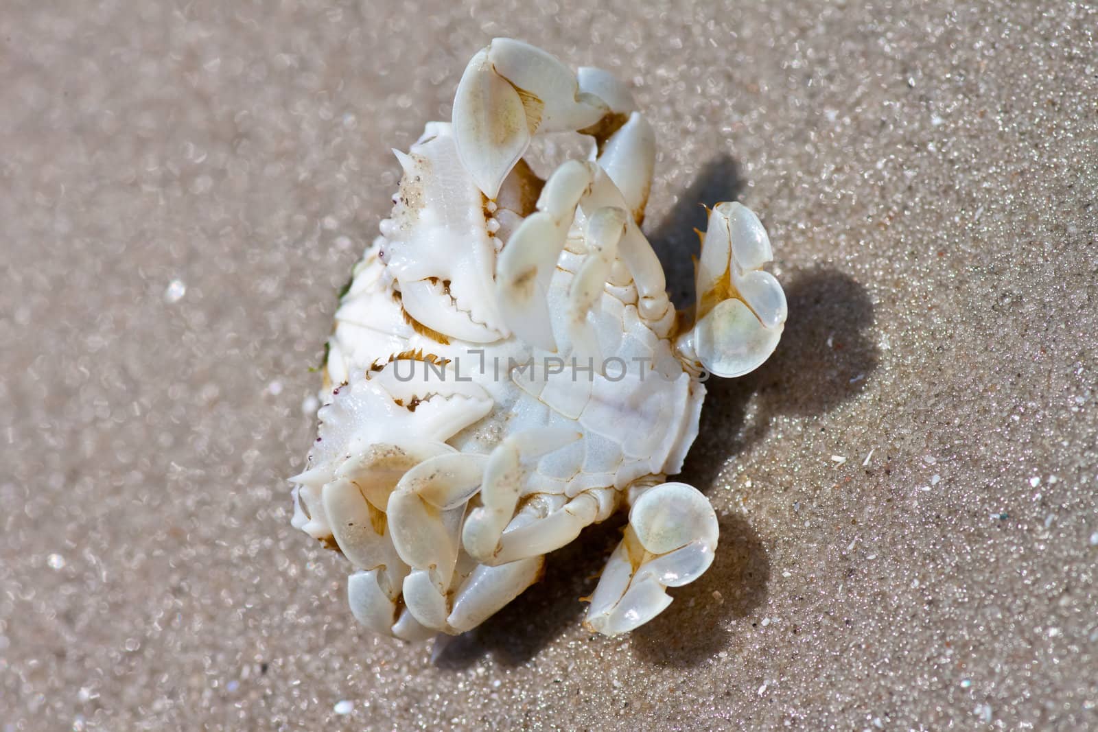 crab on the sand