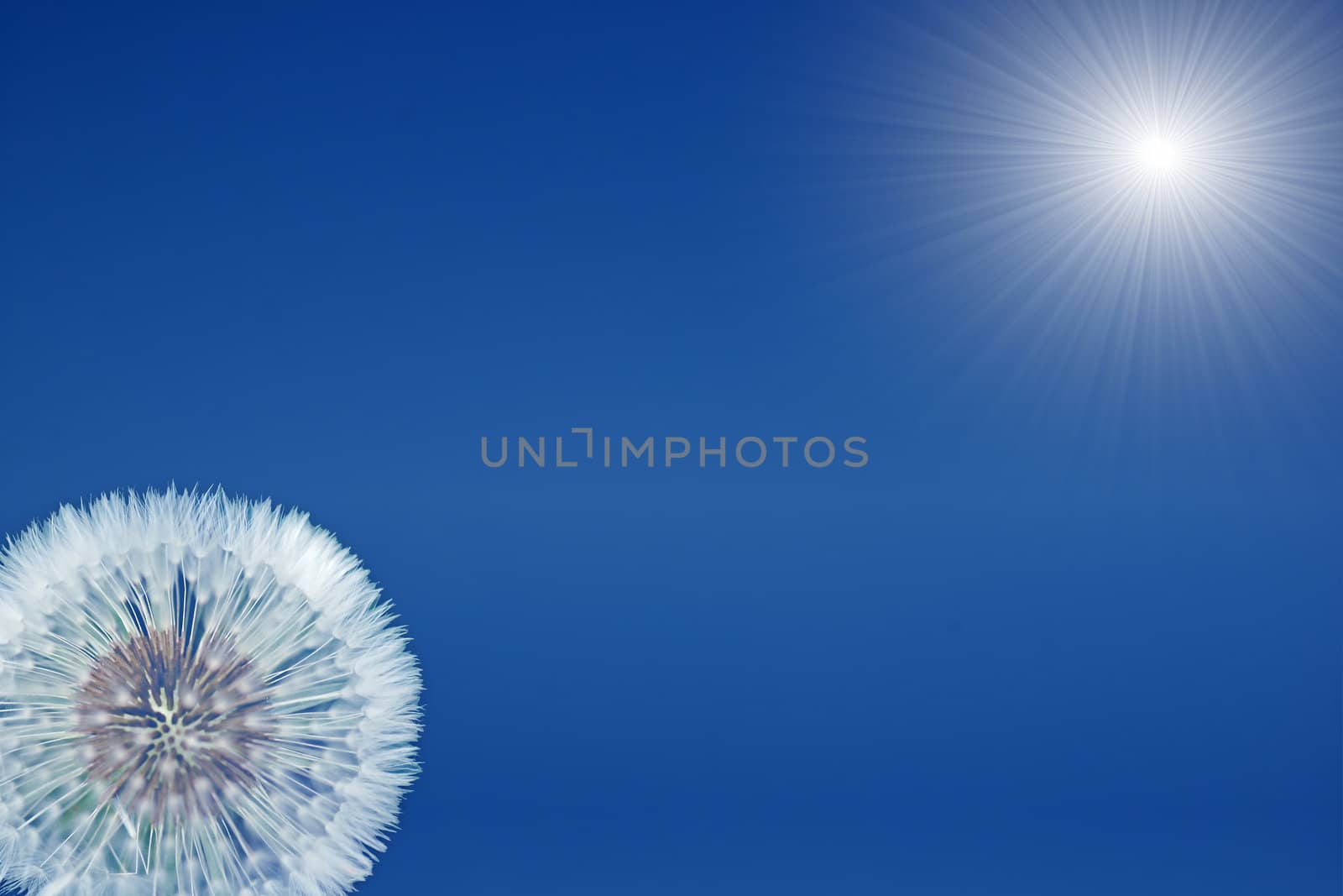 Blue sky background strongly bring out the beauty of the sun with dandelion