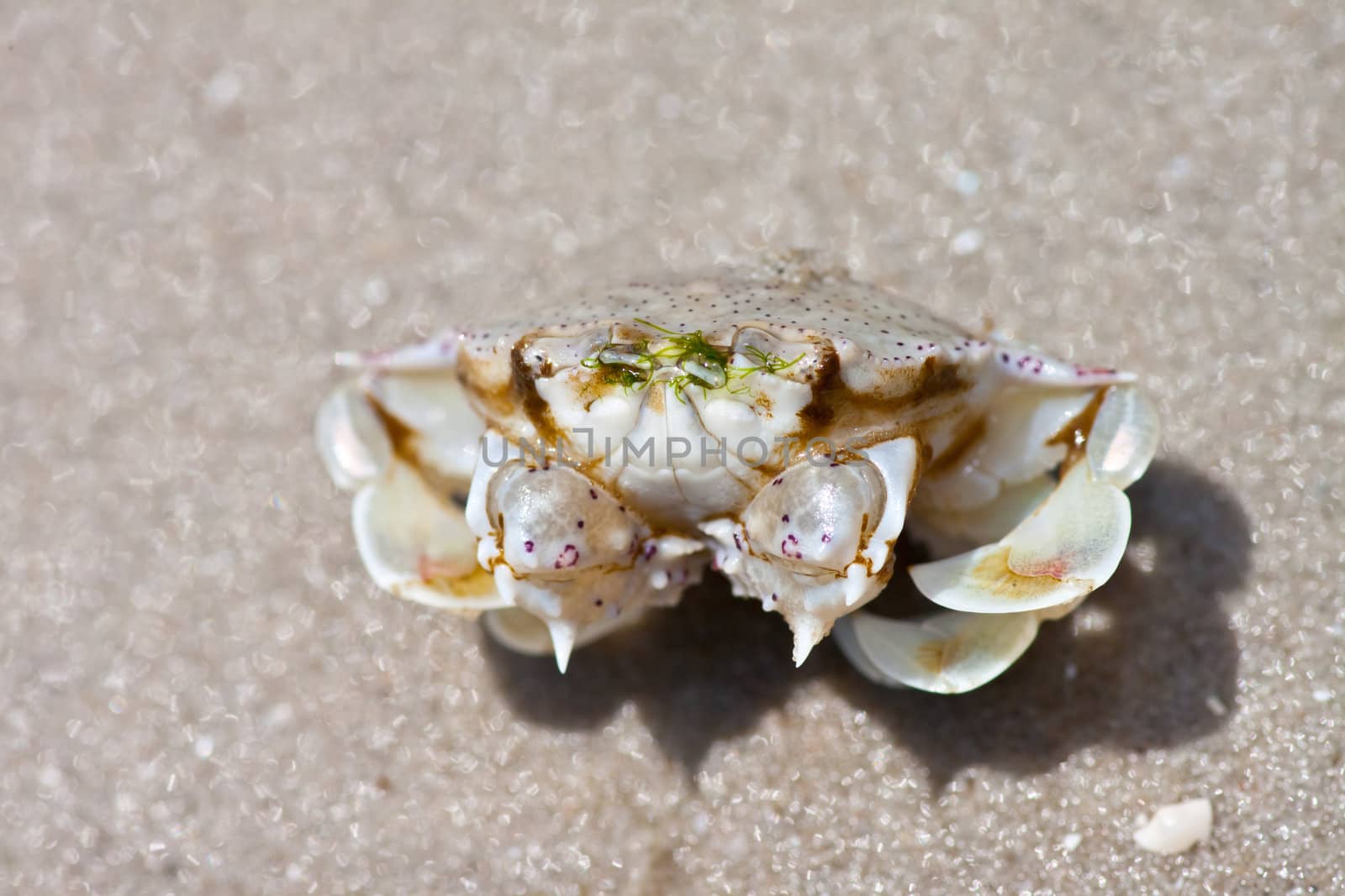 crab on the sand