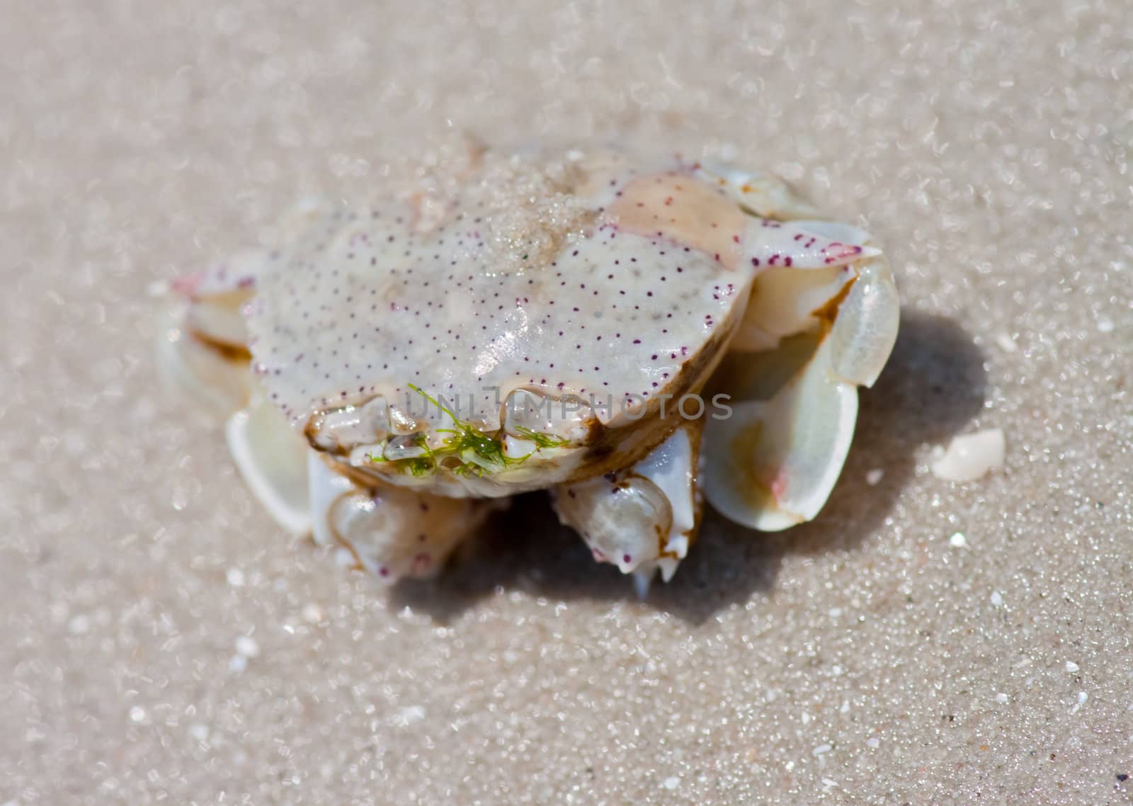 crab on the sand