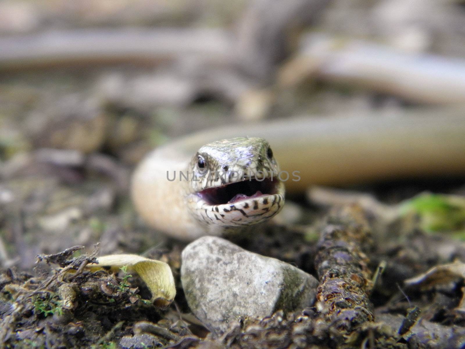 Close up of a Blindworm






Close up of a BlindwormClose up of a Blindworm