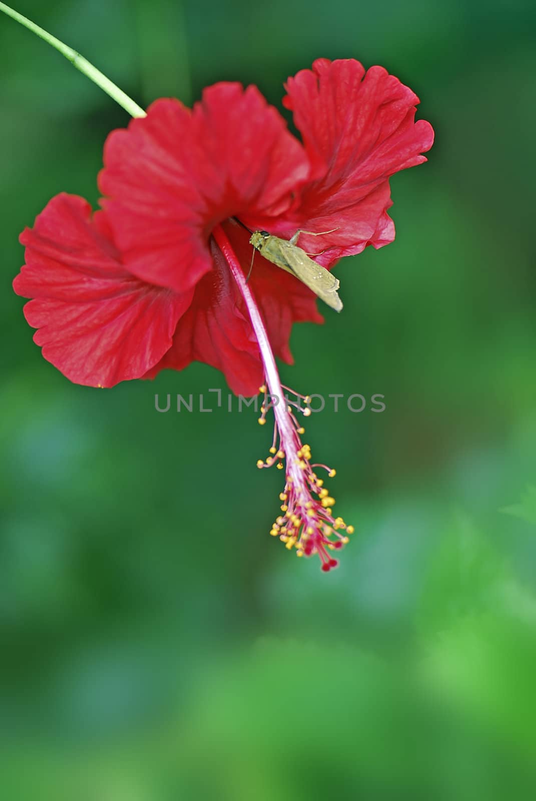The Hibiscus flower and  ParnaraguttataBre—meretGrey