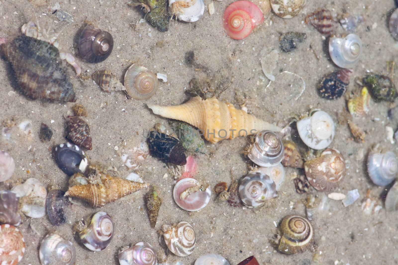 Hermit crab in its conch on the sand 