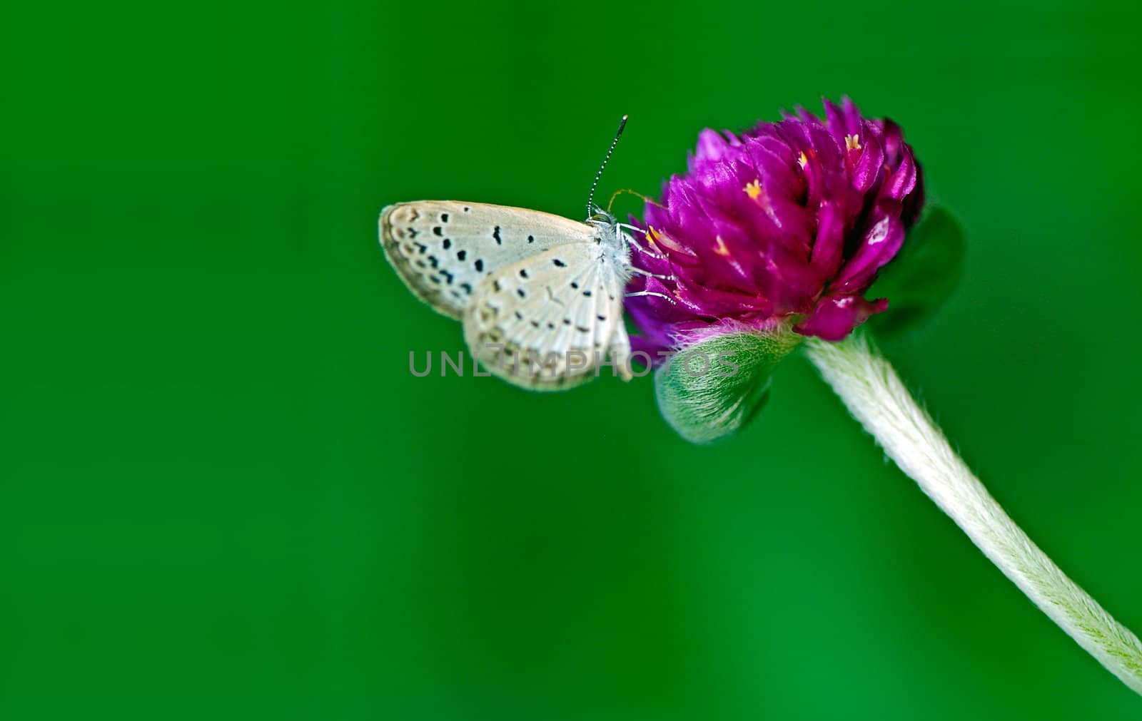 The butterfly stopped in the grass