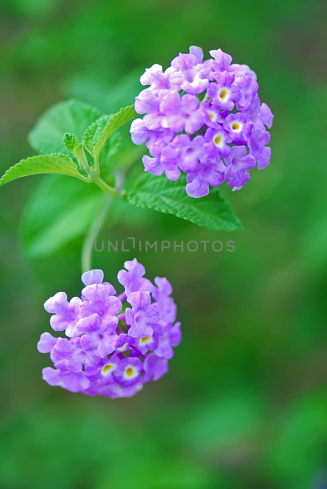 The scientific name of the Common Lantana flower is Lantana montevidensis