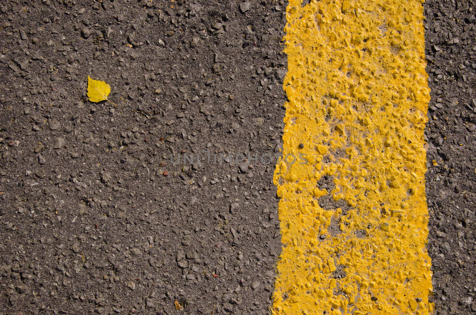 Asphalt closeup yellow road mark small birch leaf by sauletas