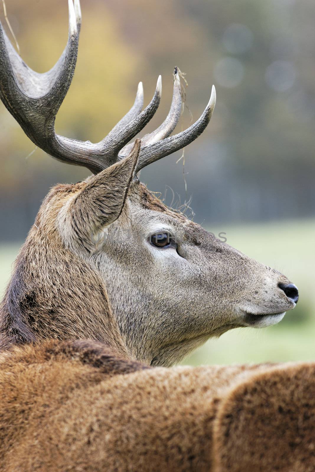 majestic deer in alert in autumn